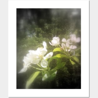 apple blossoms #2, focal black and white Posters and Art